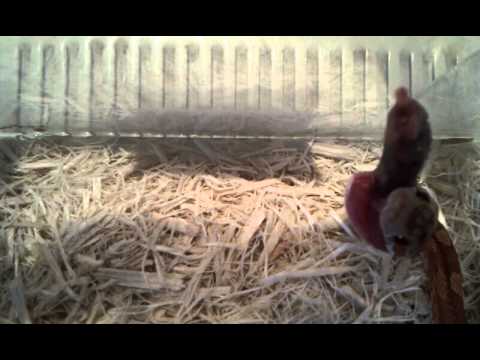 uava Baby Corn Snake Feeding