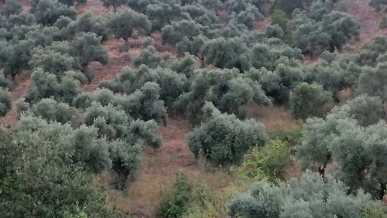 aydın satılık zeytinlik 3.5 dönüm 0532 0609193