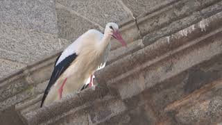 CIGUEÑA BLANCA CICONIA CICONIA 2023
