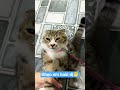 #sam #mèocon #cat #shorts