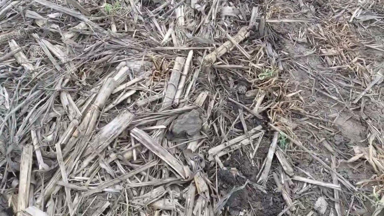 Regenerativna Srbija. Direktno sejanje suncokreta posle pokrivneg useva.