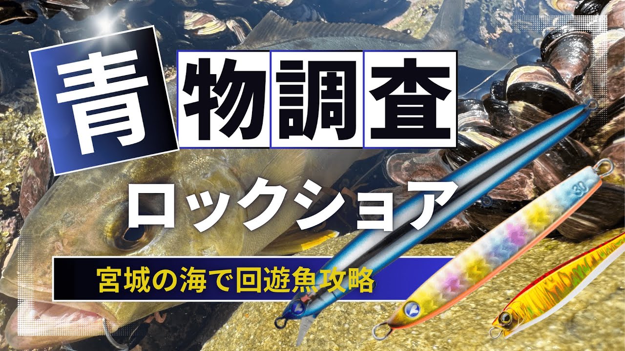 宮城釣り】秋の青物&シーバス調査！ロックショアで青物GET！ - YouTube