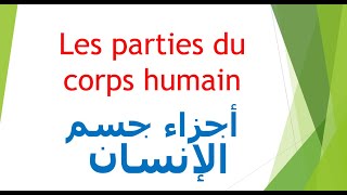 تعلم اللغة الفرنسية : أجزاء جسم الإنسان بالفرنسية - Les parties du corps humain