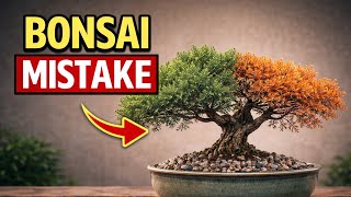 5 Summer Bonsai Mistakes That Kill Trees | Bonsai Trees For Beginners