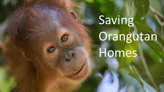 Saving Orangutan Homes