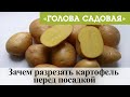 Голова садовая - Зачем разрезать картофель перед посадкой