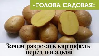 видео: Голова садовая - Зачем разрезать картофель перед посадкой картинка: Голова садовая - Зачем разрезать картофель перед посадкой
