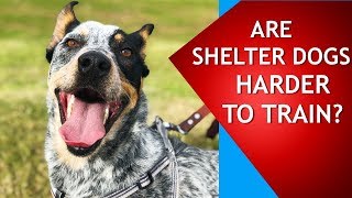 Are Shelter Dogs Harder to Train? Watch This Video to Find Out!