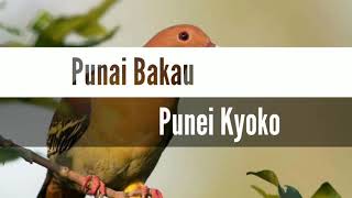 Suara Burung Punai, Punai Bakau, Punei Kyoko