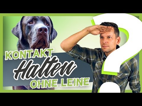 Video: So trainieren Sie Ihren Hund, ohne Leine zu gehen