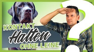 Hundetraining | Hundefreilauf | Kontakt halten OHNE Leine