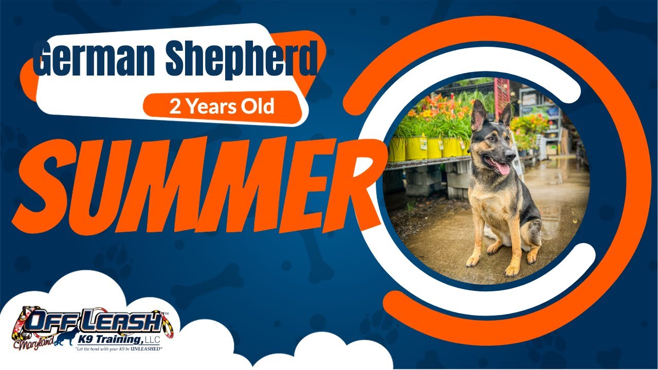 Dog ReactiveGerman Shepherd Summer Off Leash K9 Training Maryland