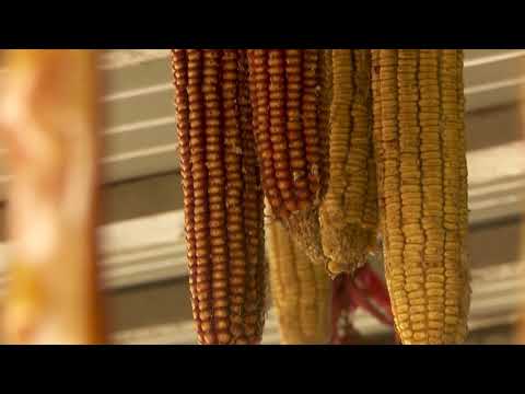 \"კახური სუფრული\" • საგარეჯო