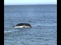 Baleines Franche - Playa Canteras 2011/08/05 n°6/9