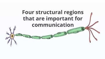 Brain Architecture - Neurons