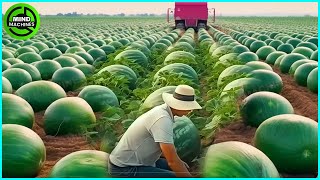 The Most Modern Agriculture Machines That Are At Another Level, How To Harvest Watermelons In Farm▶5