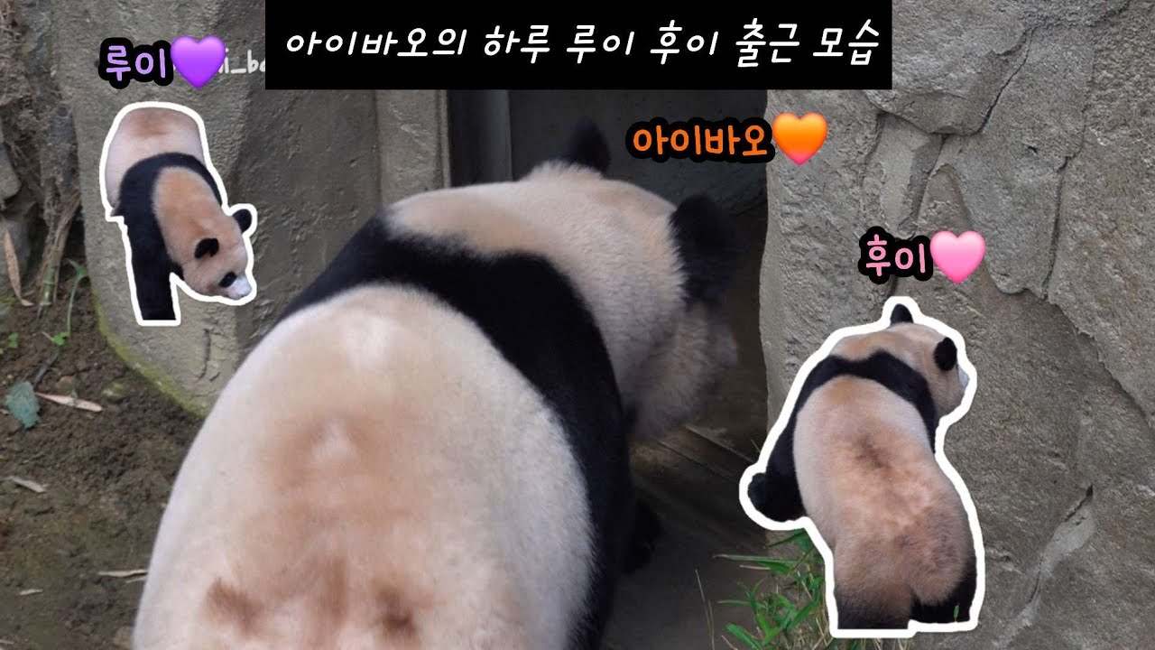 아이바오의 하루 루이바오 후이바오의 출근 영상