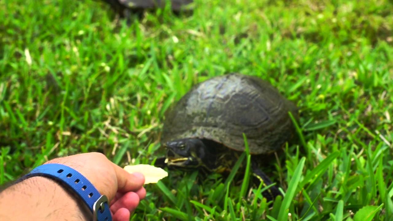 Turtles eating chips YouTube