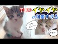 子猫のイヤイヤが可愛すぎる!1ヶ月半の保護子猫 初めての◯◯で大乱闘