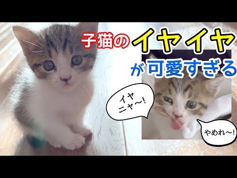 子猫のイヤイヤが可愛すぎる！1ヶ月半の保護子猫 初めての◯◯で大乱闘