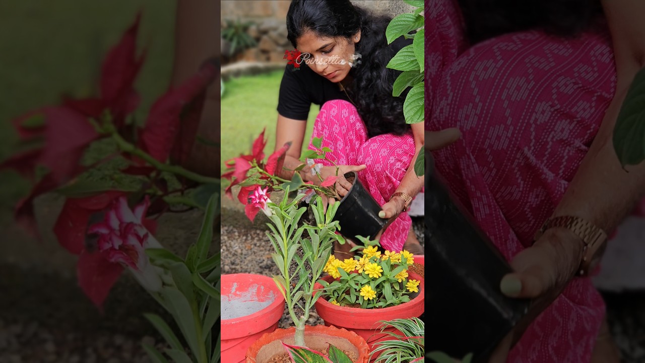 പൂവാണോ?അല്ല പൂവ് പോലെ ഒരു ഇല ചെടി Winter Roseനട്ടു  #morningbliss #poinsettia #plantcare #gardening