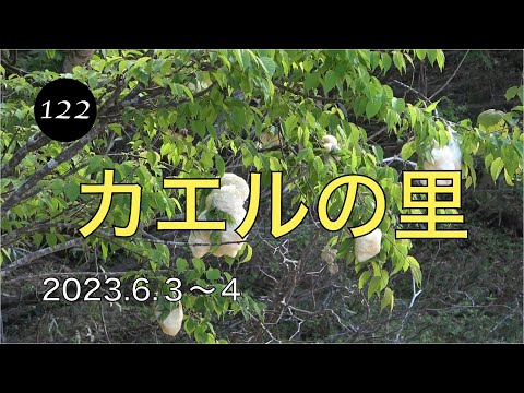 ソロキャンプ日記第122巻 カエルの里