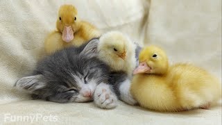 Unexpected Animal Friends: Kitten, Ducklings, and Chick Bonding🥰 by Funny Pets 661 views 11 months ago 3 minutes, 26 seconds