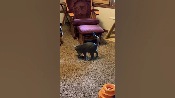 Video 5207511: blue savannah, cat savannahcat