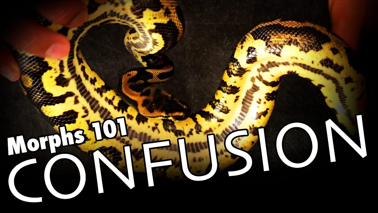 CONFUSION Gene Explained! A Morphs 101 Special