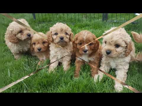 Video: Cavapom