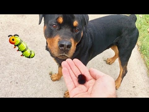 Scared Rottweiler Are People Scared Of Rottweilers