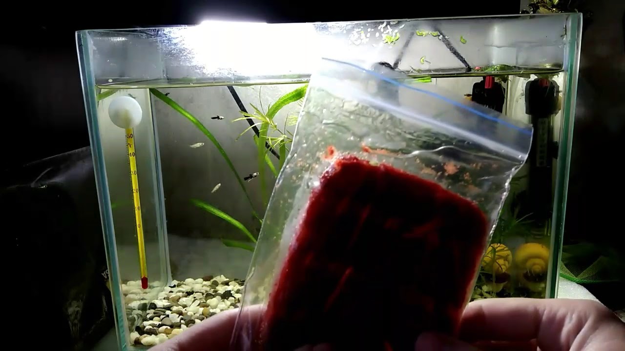 Правила кормления