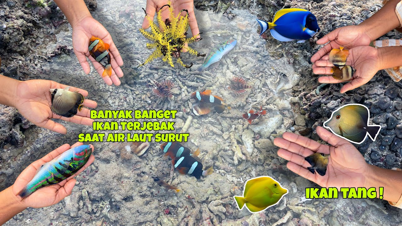 hari ini dapat banyak banget ikan besar gais, berburu dari malam sampai pagi 😃