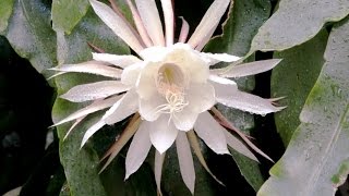 Night Blooming Cereus 4k [Daytime Bloom]