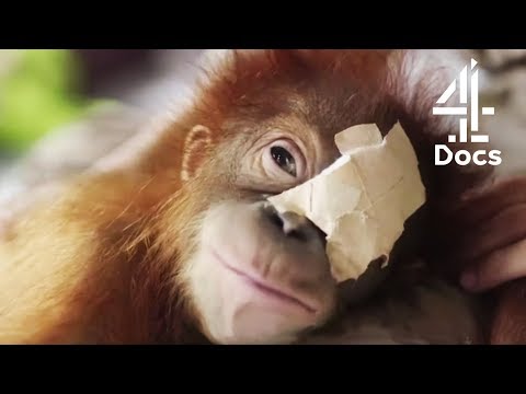 6-Month-Old Orangutan Loses Sight After Tree Fall | Orangutan Jungle School