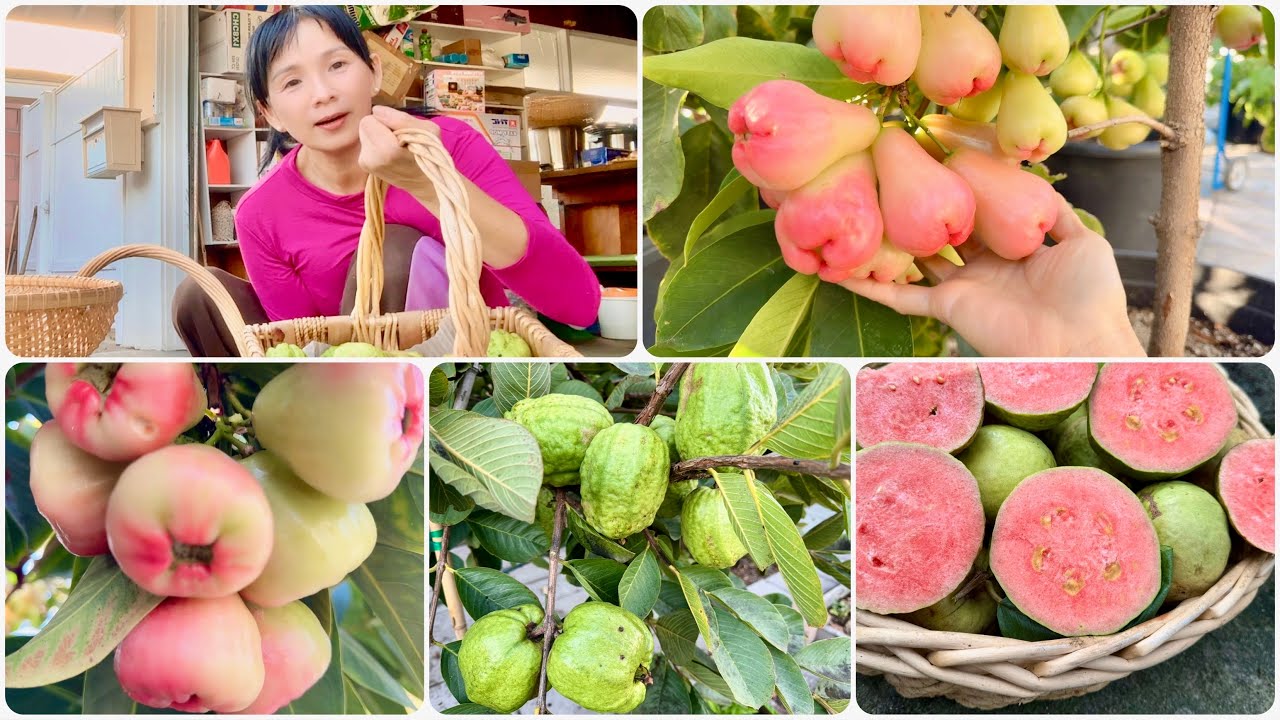 Thu Hoach Ổi Thái Vuông Không Hạt, Ổi Đài Loan Ít Hạt Và Tập Tành Ship Cho Chị Khách Ở Xa