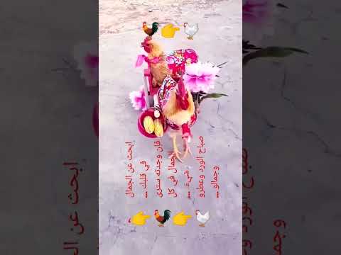 الحب أفعال وليس أقوال الحب إهتمام وليس اهمال ابحث عن الجمال في قلبك فإن وجدته سترى الجمال في كل شيء