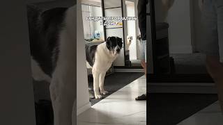 Нас захватили 🫣🤭 #алабай #сао #alabai #среднеазиатскаяовчарка #щенок #alabaidog