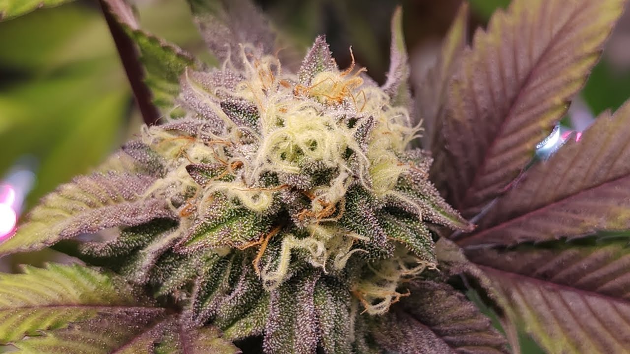 Gelato 33 at flower week 6 day 40 (+25 veg) 🪴 & week 4 day 26 (+39 veg) & week 2 day 8 (+20 veg)