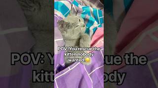 24 Hours Changed This Rescue Kitten🥹#kitten #kittens #kitty #cat #catvideos #cute #cutebaby #pets