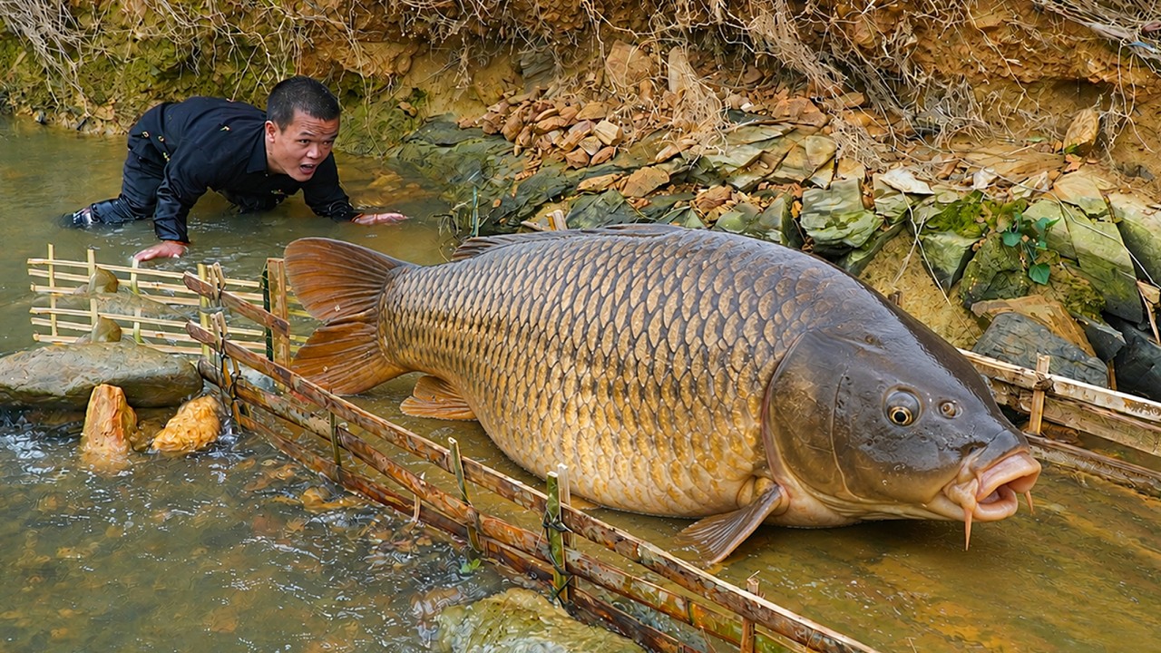 Dwarf Family Uses Primitive Bamboo Trap to Catch Hundreds of Fish in ...