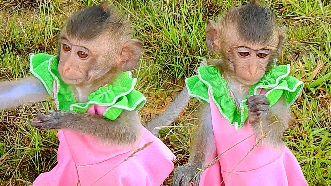 Cute baby LivLiv playing in the field behind her home|MonkeyLivLiv Fan