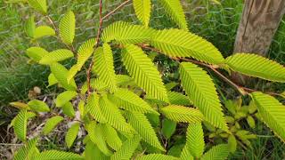 Carpinus japonica habr japonský