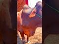 Lo a Gai Qurbani Lo a Gai Qurbani heavy heavy bull Veri nice Veri cute #song #music #ff