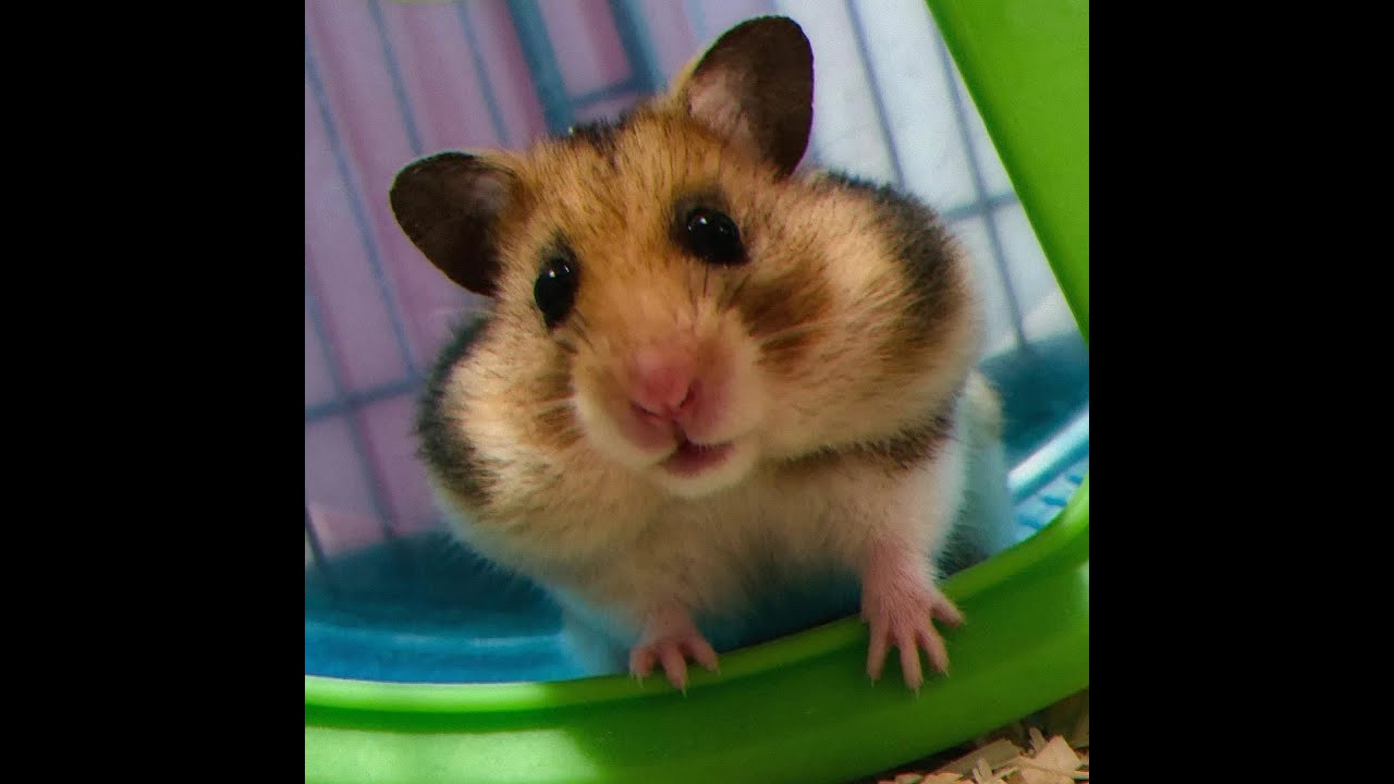 Sports hamsters I didn't even know that they can run so fast!!! YouTube