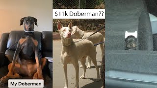 Dobermans of TikTok // Compilation #1