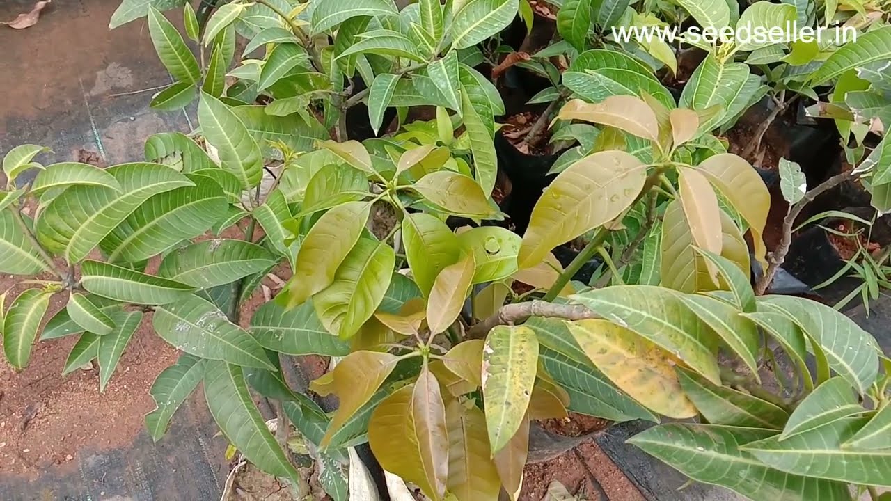 video 🥭☀️ Harvest Sweet Mangoes All Year Round! Grow the Amazing Thai All Time Mango Tree! 🌿✨