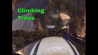Oak Tree Over House, Tree Work, Rigging, Solo Work