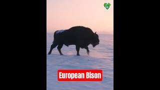 Europe’s Bison Comeback 🐂