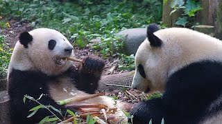 Yesterday Heye seemed frightened by something, but today she is fine by 胖达日记 Hi Panda 3,928 views 5 days ago 1 minute, 17 seconds